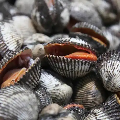 麻蚶子,唐山的麻蚶子和蛤蜊-老井百科-生活资讯百科信息平台