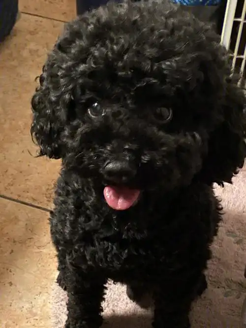 有点像粉刺长在皮肤里 但是黑色的.