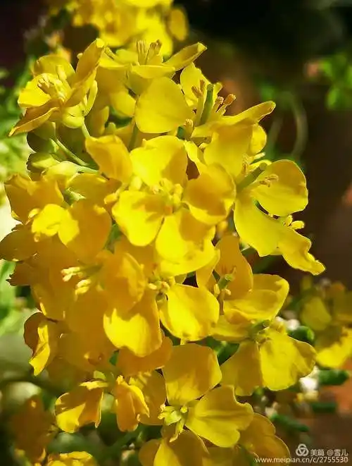 我家的白菜花开的如比妖娆