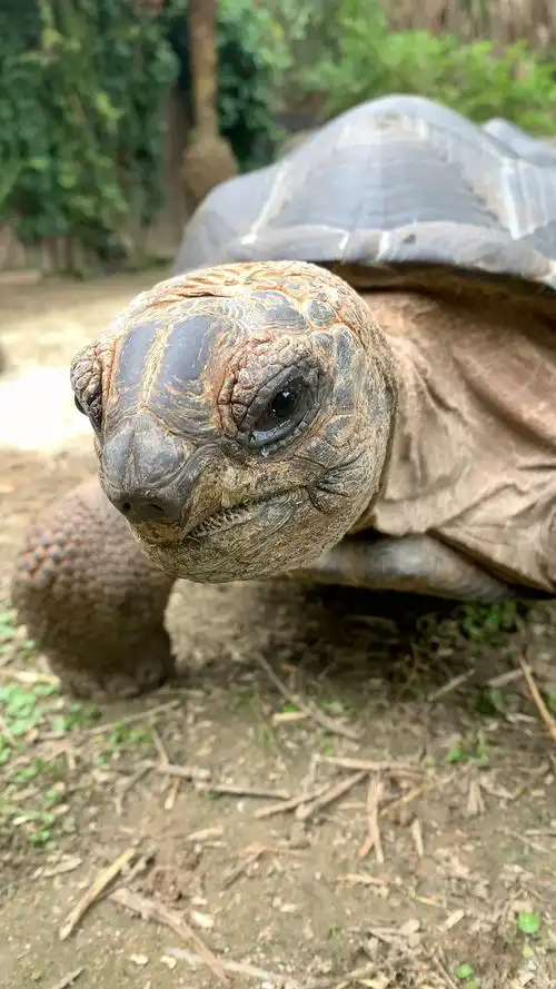 亚达伯拉象龟特写
