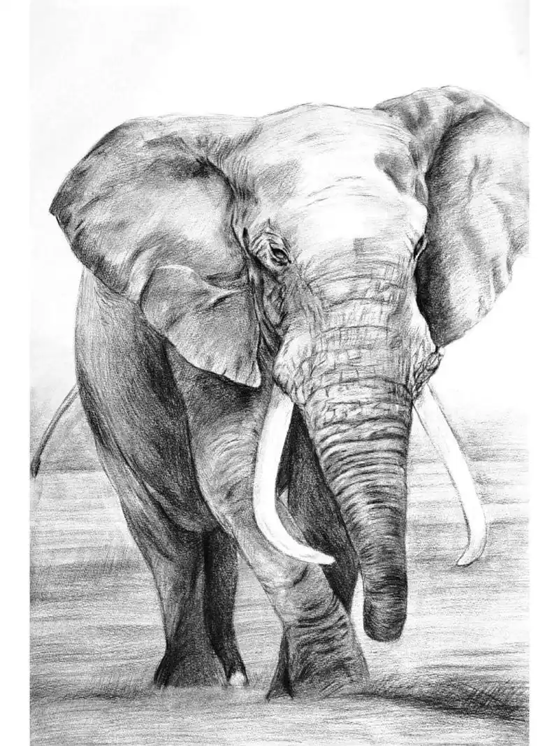 精微素描-大象‖象(有步骤) 适合9岁以上 作品纸张: 4k 步骤: 1,用
