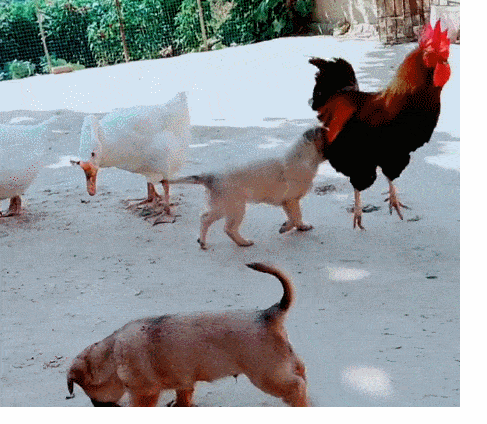 487_424gif 动态图 动图