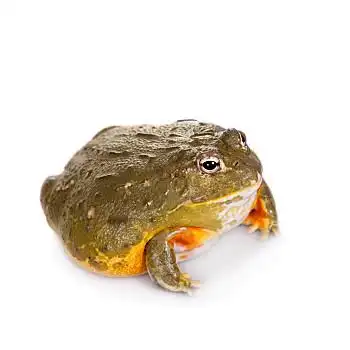 非洲,牛蛙,白色背景,隔绝,背景