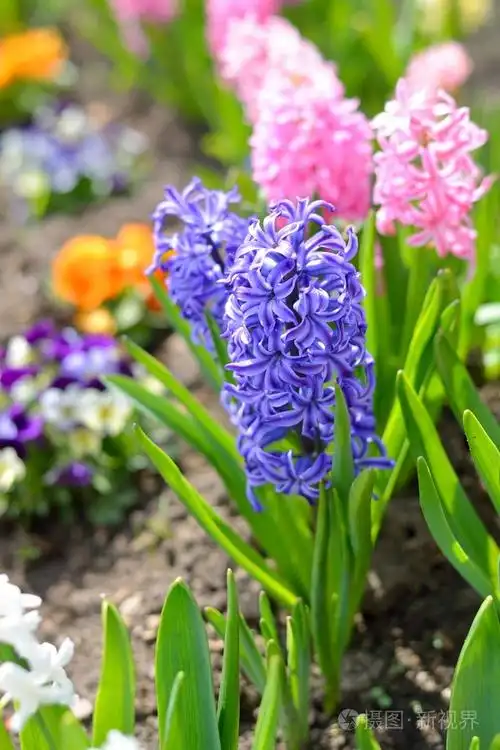 在花园里的风信子花特写