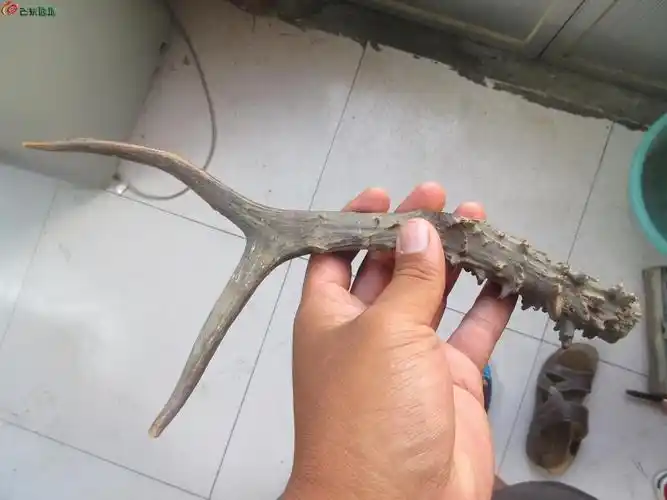 今天收获的一件民国老鹿角