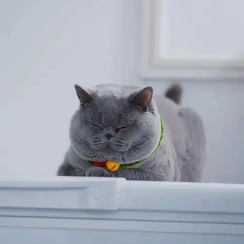 撒娇卖萌你都会除了吃喝睡就是嘤嘤嘤#英短  #cfa注册猫舍  #英短蓝猫