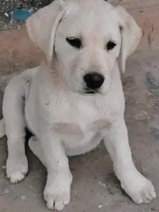 拉布拉多幼犬3个月,纯种母,非常漂亮,大骨架,疫苗驱虫已做