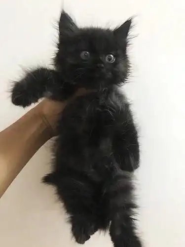 个性纯黑狮子喵宝寻新家