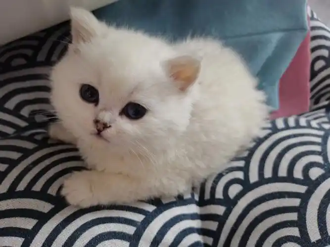 猫咪  #猫咪日常  #小奶猫  #我的猫  #银渐层  #银点