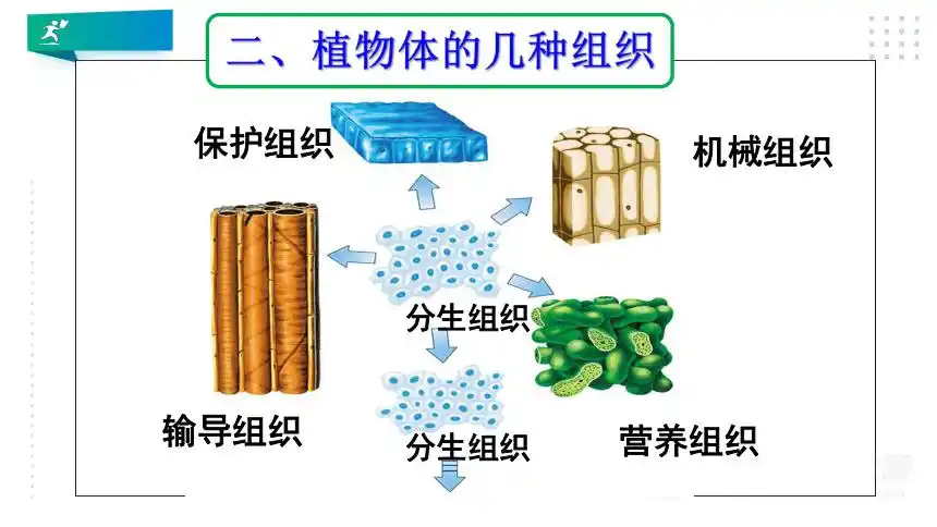22植物体结构层次课件共30张ppt
