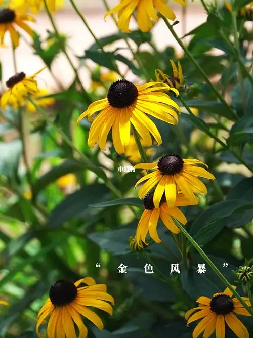 鼹鼠的花园金光菊金色风暴
