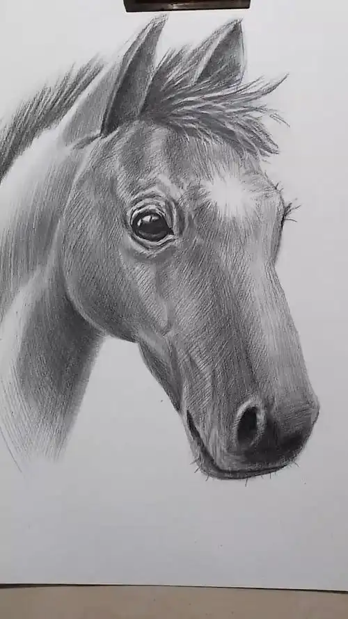 素描动物马的画法