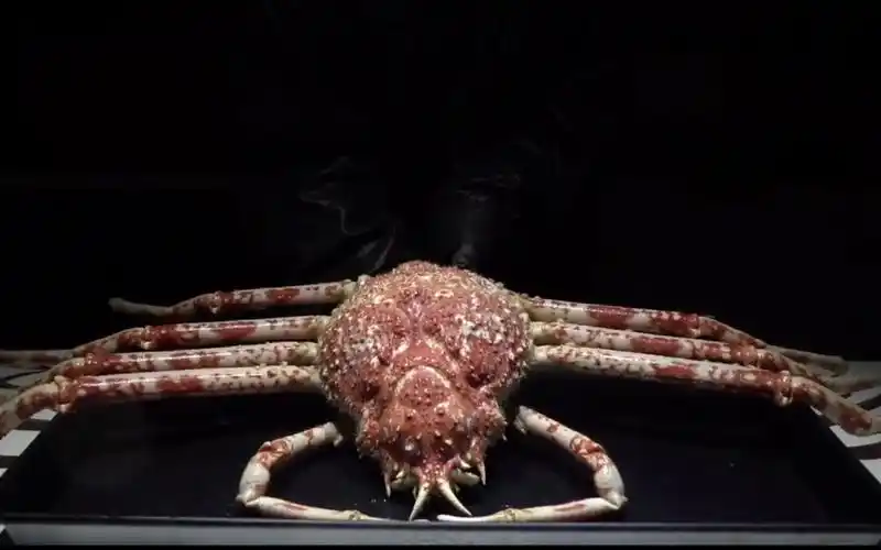 甘氏巨螯蟹 macrocheira kaempferi 五吃