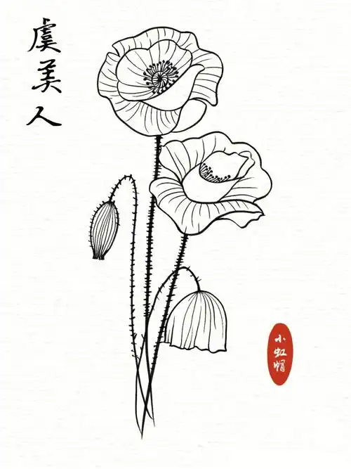 线描练习花卉线稿虞美人附过程