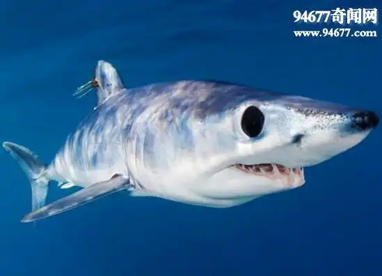 最爱攻击人的鲨鱼,鼠鲨(跃出水面咬你)