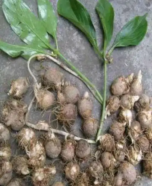 四川"麻芋子"能卖到30一斤,现在却不好找!