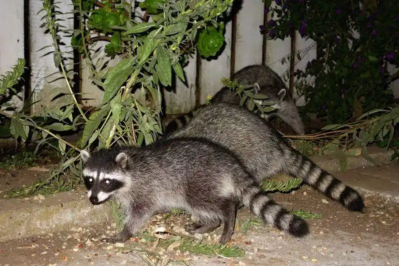 野生动物果子狸,因为长得好看,成为了大家赚钱的商机?