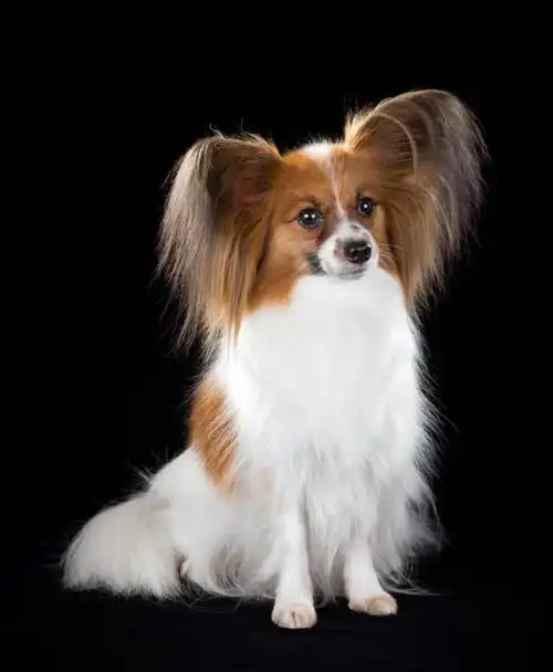 蝴蝶犬为什么禁养,养蝴蝶犬的优缺点