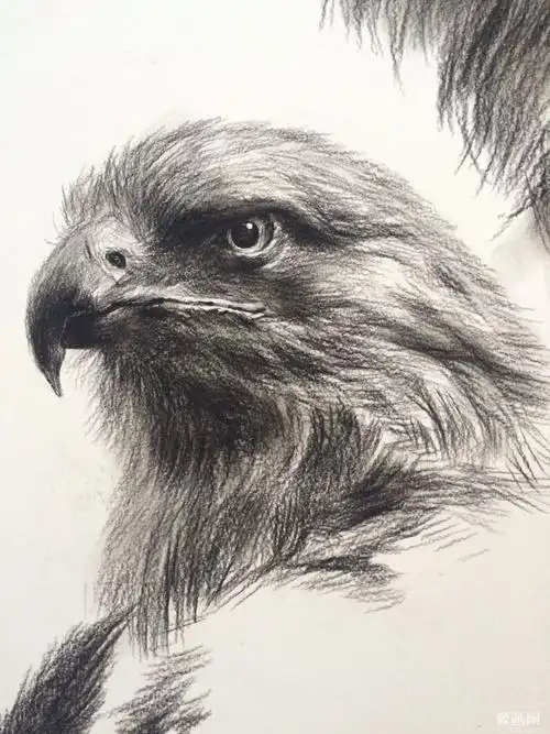 于老师素描动物