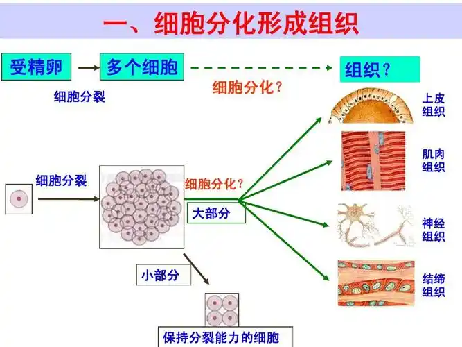 初中教育 理化生 新人教版-动物体的结构层次ppt 一,细胞分化形成组织