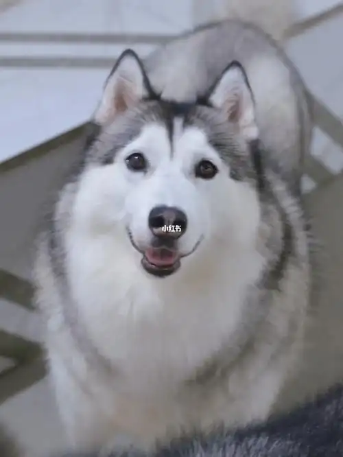哈士奇不闹的时候真的挺温柔