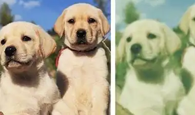 狗狗眼中的世界究竟是什么样子的?