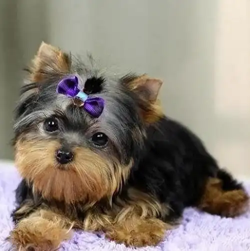 为什么"约克夏"会成为受欢迎的小型犬?养后都不想换狗了