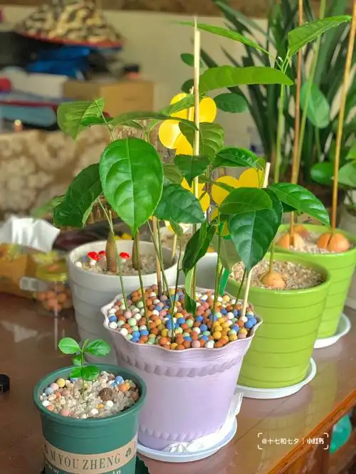 水培植物菠萝蜜已转土培