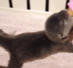 看那小尾巴摇的,你是汪吧.