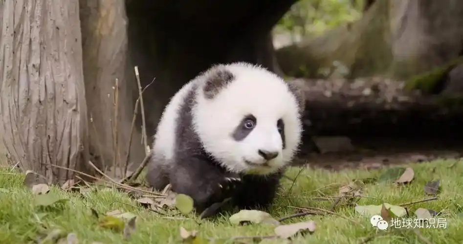 熊猫可爱又真实,它是如何成为中国对外宣传的代表,今天的真实生态又是
