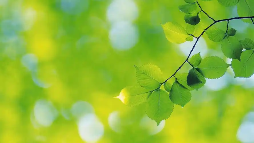 绿色护眼电脑桌面壁纸