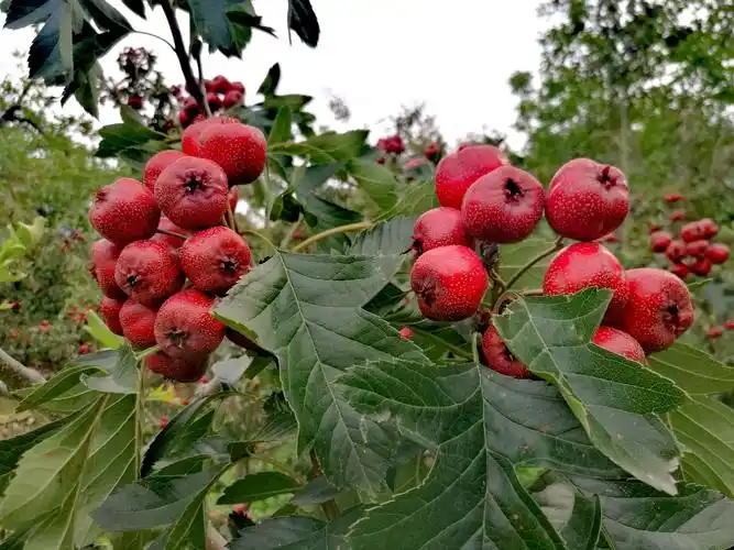 大红果挂满枝头.