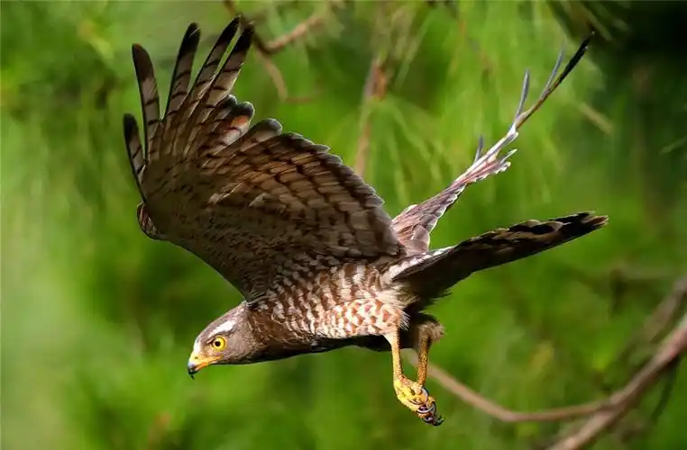 原创大别山现灰脸猛禽金黄色眼睛雄鸟捕到野兔交给雌鸟喂饱3只幼鸟