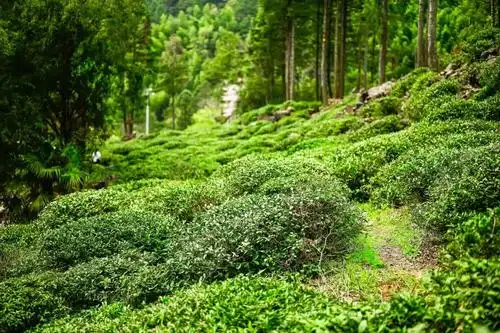 金骏眉"清,香,甘,醇"因何而来?_茶树