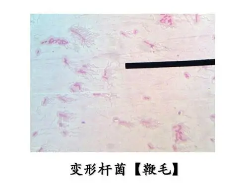 变形杆菌