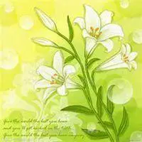 唯美百合花头像图片_微信头像图片大全