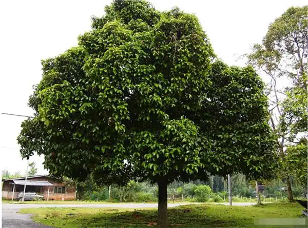 山竹图片山竹树图片山竹长在树上的样子