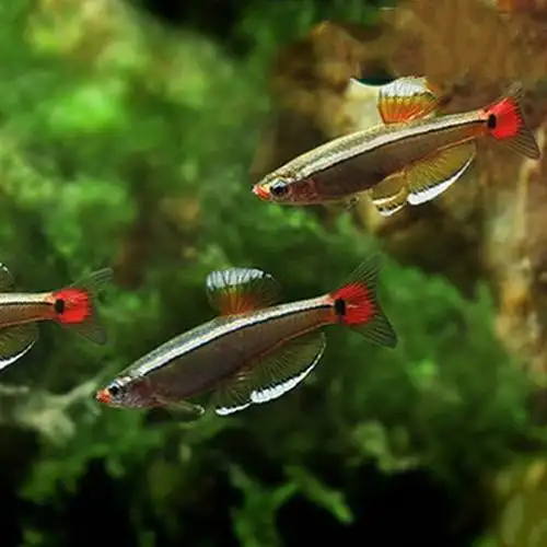 金丝冷水鱼小型观赏鱼耐寒耐热微观鱼缸饲养易养易鱼