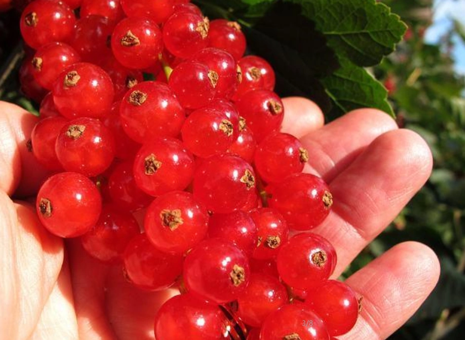 这8种特别的水果,认识2种以上的没几人,认识3种以上算你牛逼