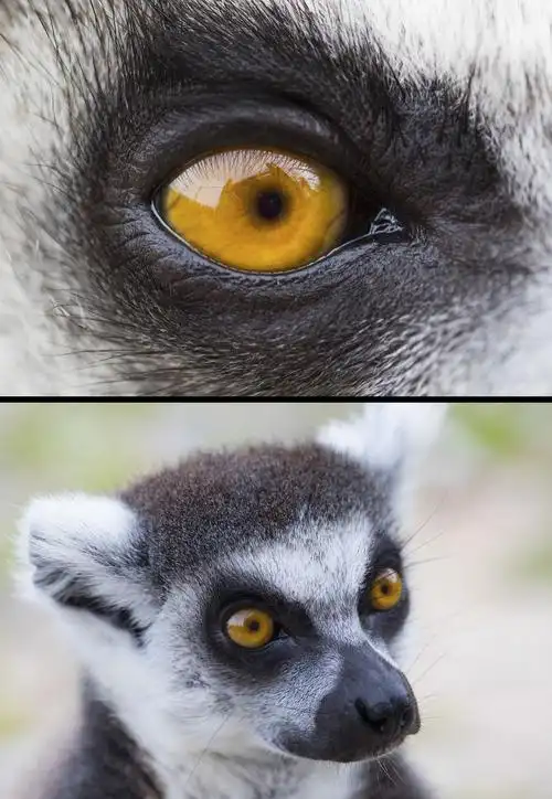 各种动物眼睛的特写原来它们眼睛还发挥这样的作用