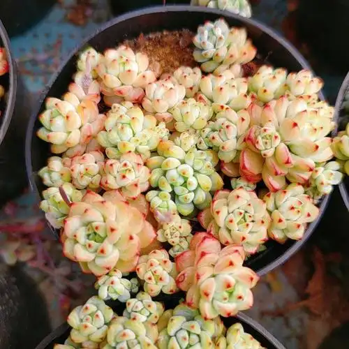 新手养多肉  #我的多肉植物  #多肉  #焦糖精灵  #多肉控  #多肉植物