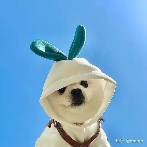 头像|小狗狗可爱的微信qq头像,收藏不亏