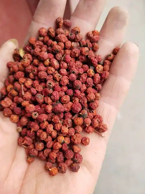 供应护坡火棘种子,火棘种子价格10元一斤