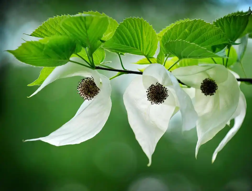 国家一级保护植物——珙桐