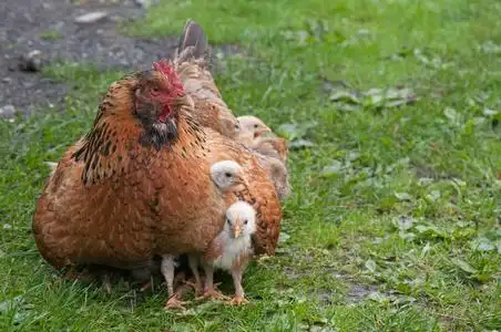 母鸡和小鸡图片