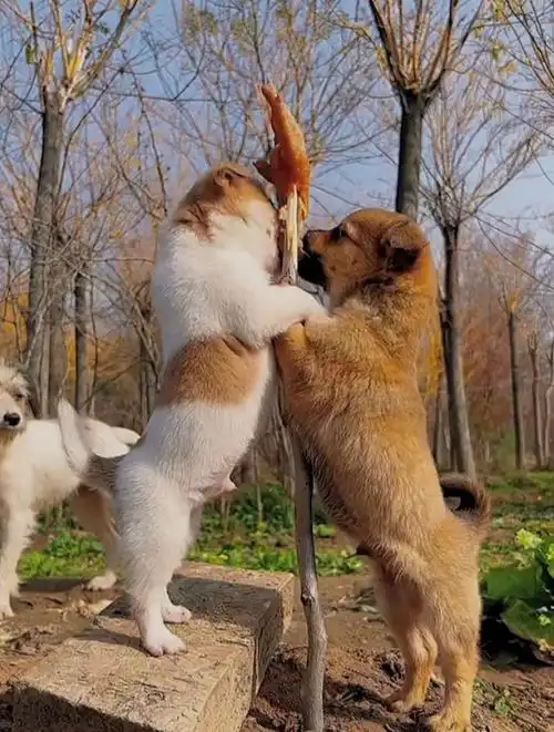 两只小狗吃了一整只鸡,只剩下一根鸡爪了