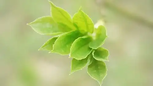 谁有这张酷狗皮肤图片,我要原版高清的 ,可追加悬赏