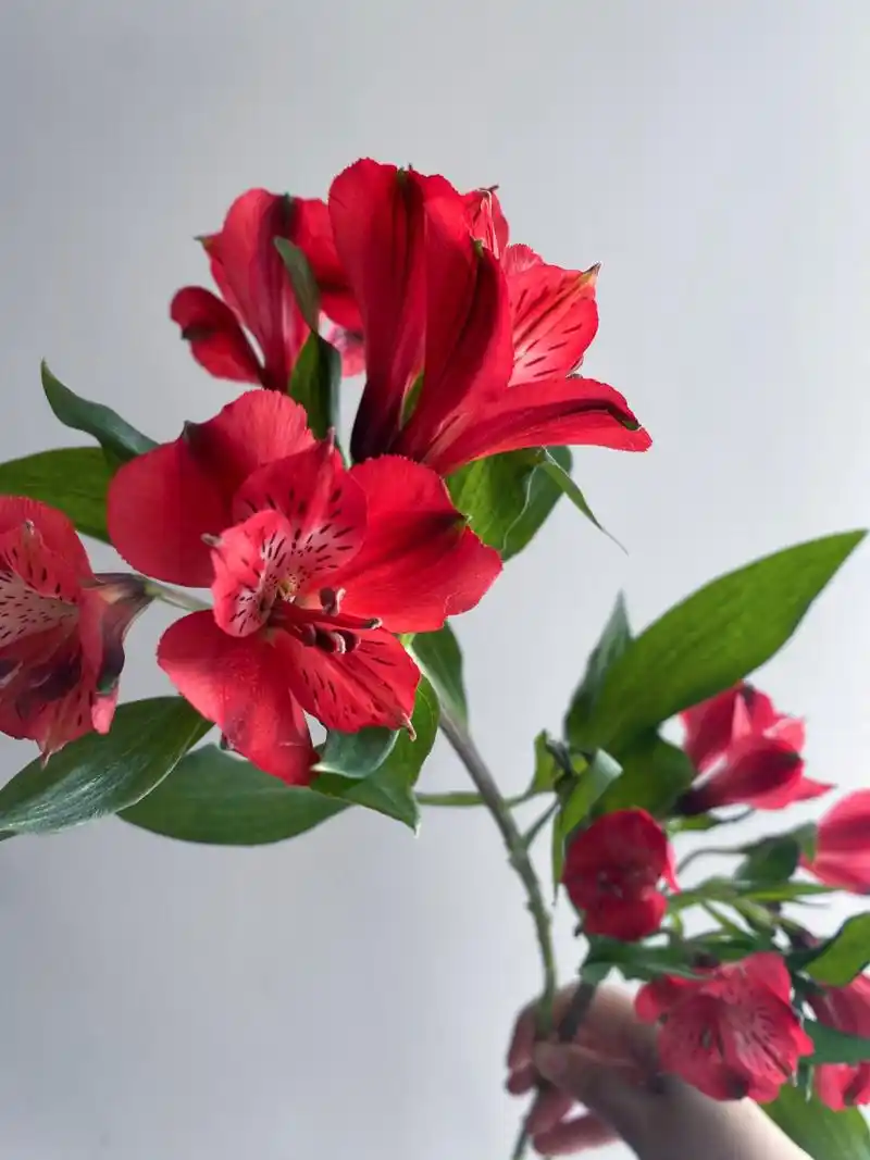 花材分享|红色水仙百合 781598花材:水仙百合 781598学名