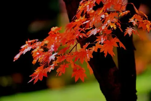 《秋之韵》之我见