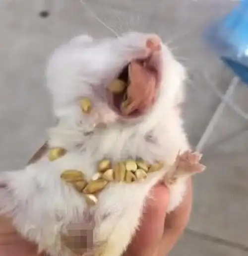 管家说:仓鼠被主人按压肚子,没想到吐了这么多,网友:鼠界的粮食库